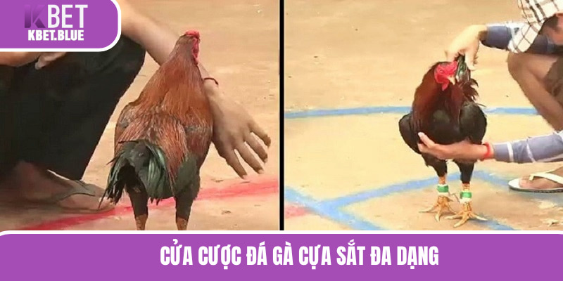 Cửa cược chọi kê đa dạng