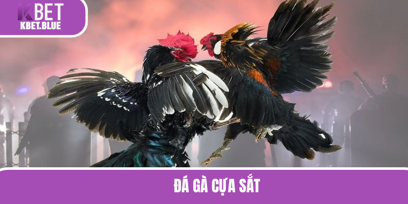 Đá Gà Cựa Sắt - Loại Hình Đỉnh Cao Cho Bạn Trải Nghiệm