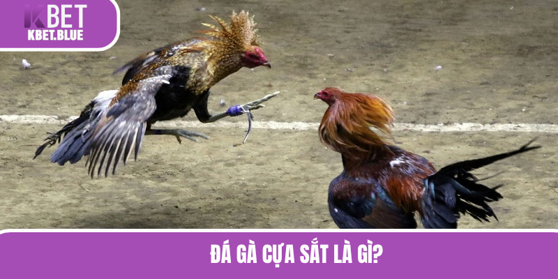 Đá gà cựa sắt là khi chiến kê có thêm vũ khí để thi đấu