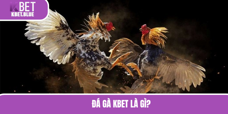 Đá Gà KBET là chuyên mục đặc sắc tại điểm cược