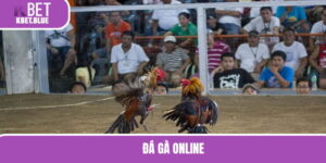 Đá Gà Online - Trải Nghiệm Hình Thức Chọi Kê Đầy Thú Vị