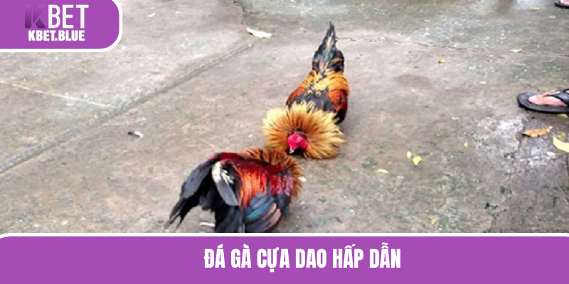 Hình thức chọi kê cựa dao đầy hấp dẫn