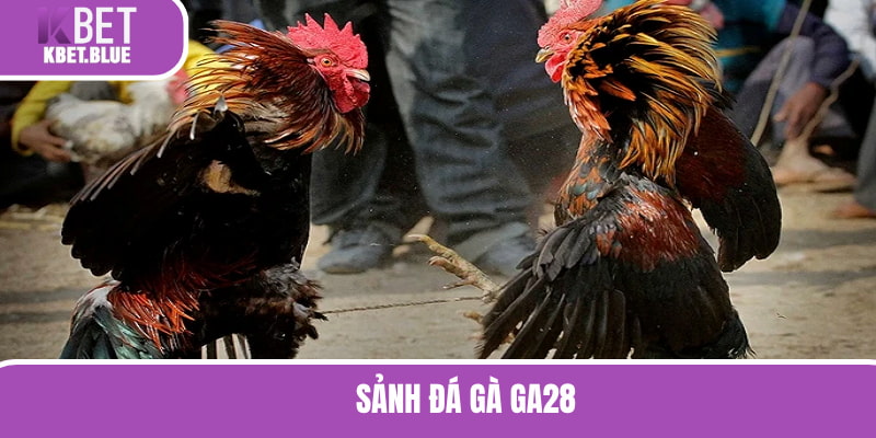 Sảnh đá gà GA28 chuyên nghiệp