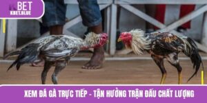 Xem Đá Gà Trực Tiếp - Tận Hưởng Trận Đấu Chất Lượng 