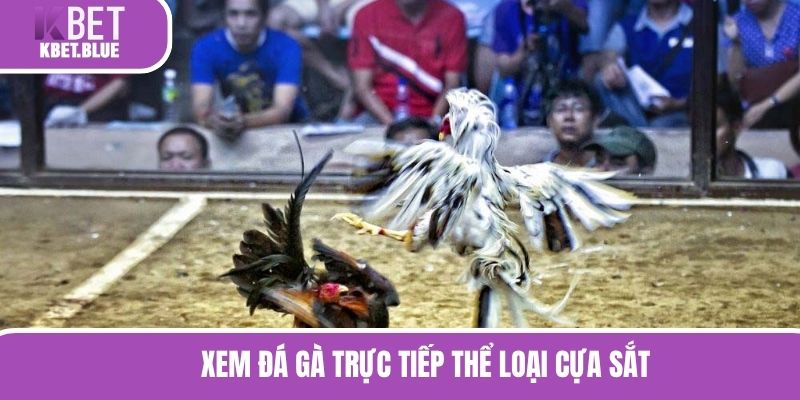 Xem đá gà trực tiếp thể loại cựa sắt